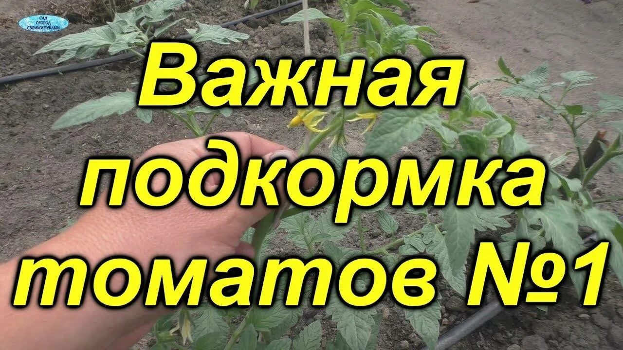 Чем подкормить помидоры после высадки. Подкармливаем томаты. Подкормка томатов. Подкормка для помидор. Удобрение для помидор в теплице.