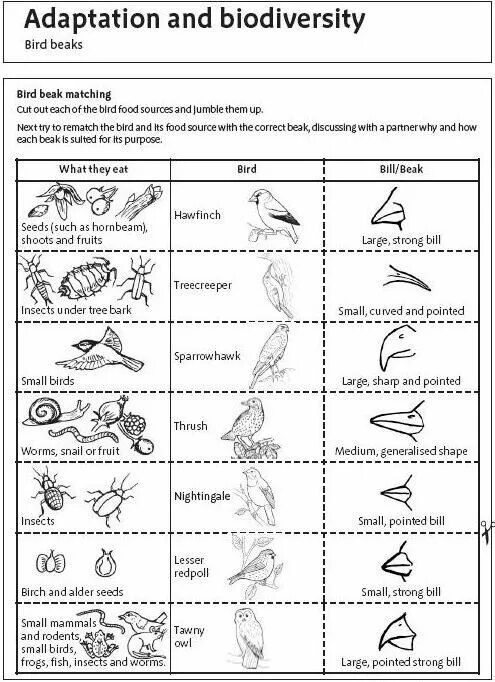 Birds задание. Birds Worksheets. Birds in English Worksheets. Worksheet Birds загадки. Birds Worksheets for Kids.