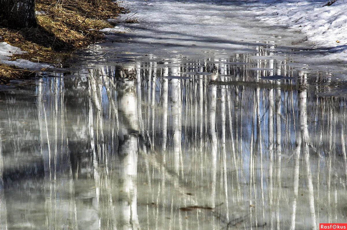 Березы оттепель. Ранняя весна природа. Весенний разлив в березовой роще. Весеннее половодье. Ранняя весна в сибири.