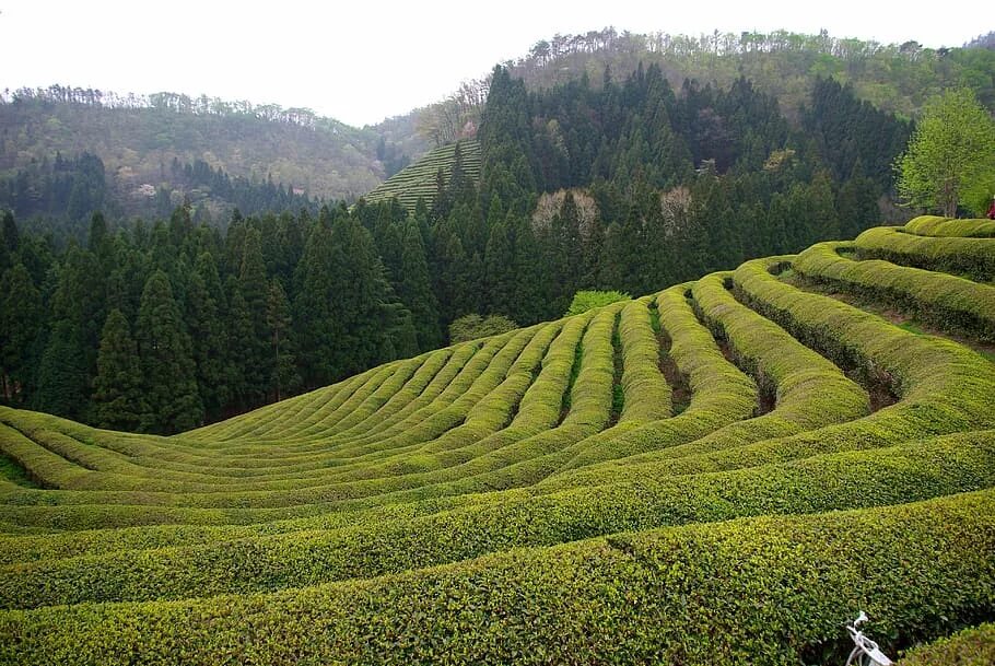 Виды плантаций. Солох аул Сочи чайные плантации. Чайные плантации Салахоул. Чайные планиации Солохаул. Мацеста чайные плантации.