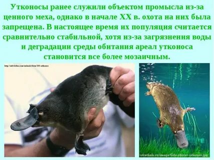 Как размножается утконос