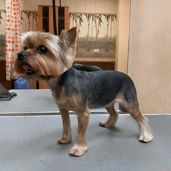 стрижки для йорков мальчиков мини. йоркширский терьер стандарт стрижки. стрижки йорков мальчиков 2023. йоркширский терьер стрижки. беби фейс йоркширский терьер стрижка.