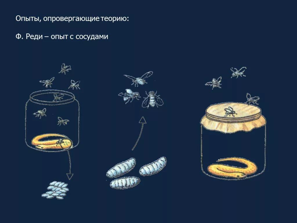 Происхождение жизни самозарождение. Ф реди гипотеза. Опыт ф реди. Самозарождение Франческо реди. Теория самозарождения реди.