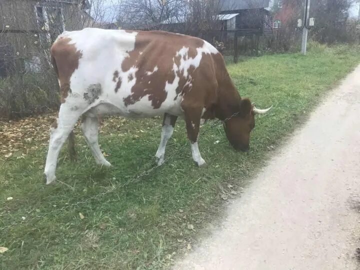 Сколько будет стоит корова. Голштинская порода коров. Дешевая корова. Высокоудойные коровы. Внешний вид коровы.