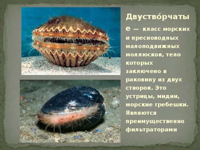 Покров двустворчатых. Двустворчатые моллюски 7 класс биология. двустворчатые моллюски фильтраторы схема. покров двустворчатых моллюсков. класс двустворчатые моллюски пресноводные.