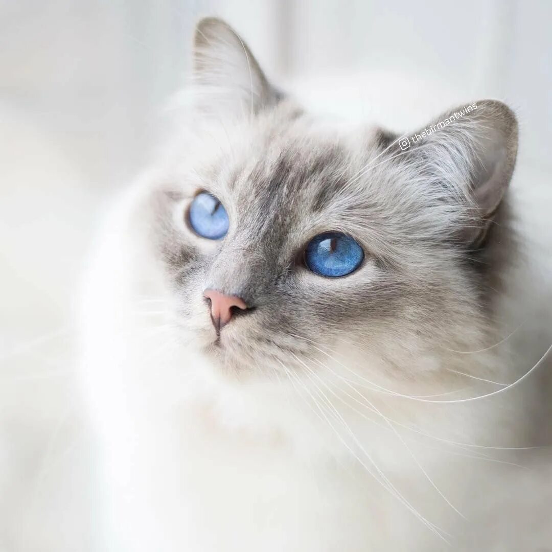 Породы котов с голубыми глазами. Порода Охос азулес. Порода кошек Охос азулес. Охос азулес голубоглазка. Алтайская голубоглазка Охос азулес.