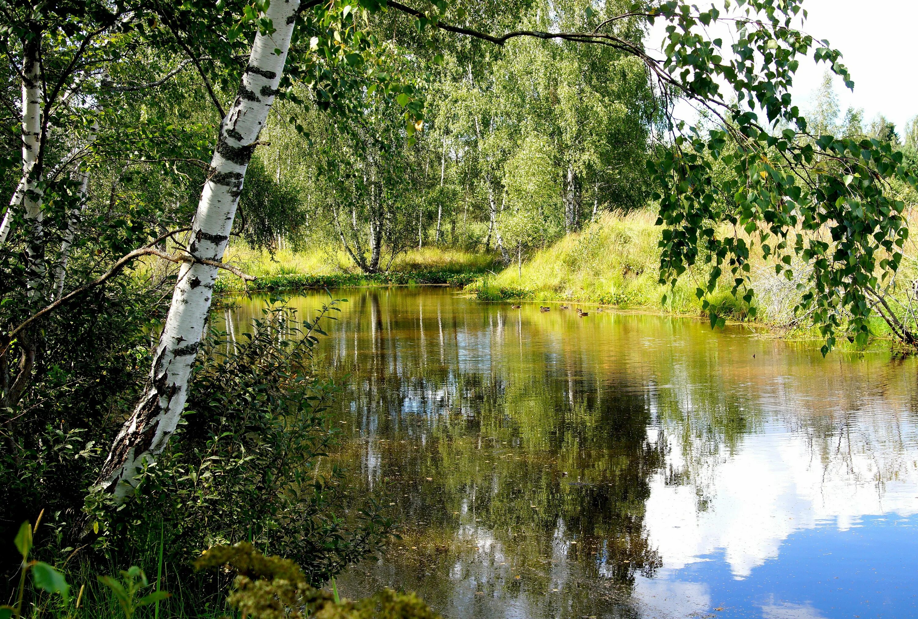 Березка нижегородская область. Берёзовая роща и река. Березовая роща озеро Ивановская область. Пушгоры береза. Березовая роща Тутаев.