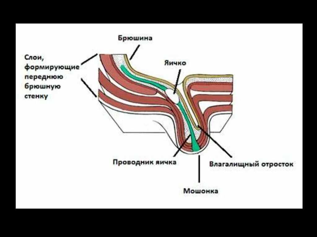 Оболочки семенного канатика. Оболочки яичка схема. Оболочки яичка и семенного канатика. Семенной канатик строение.