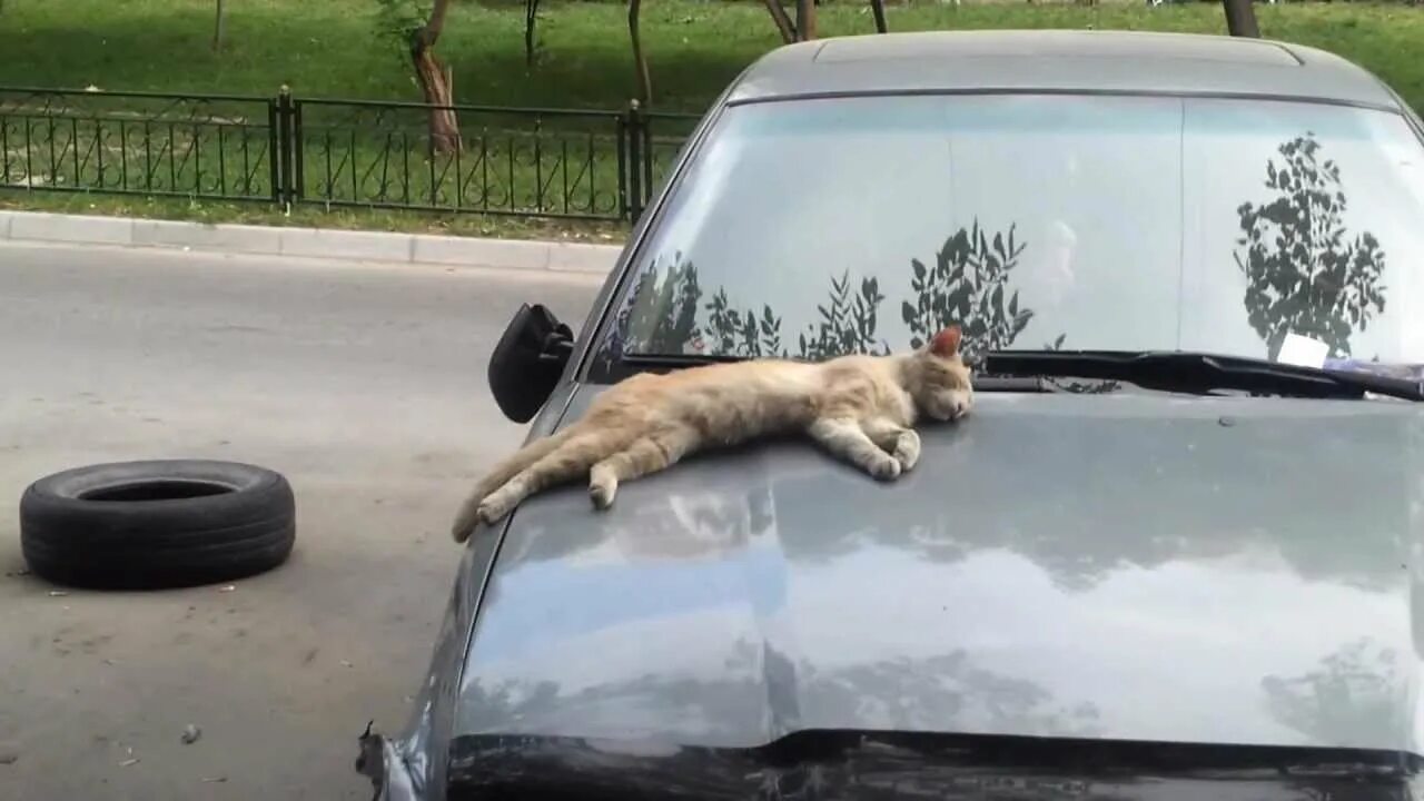 Кошка на капоте. Кот на капоте. Кот на капоте машины. Собака на капоте. Собака на капоте машины.