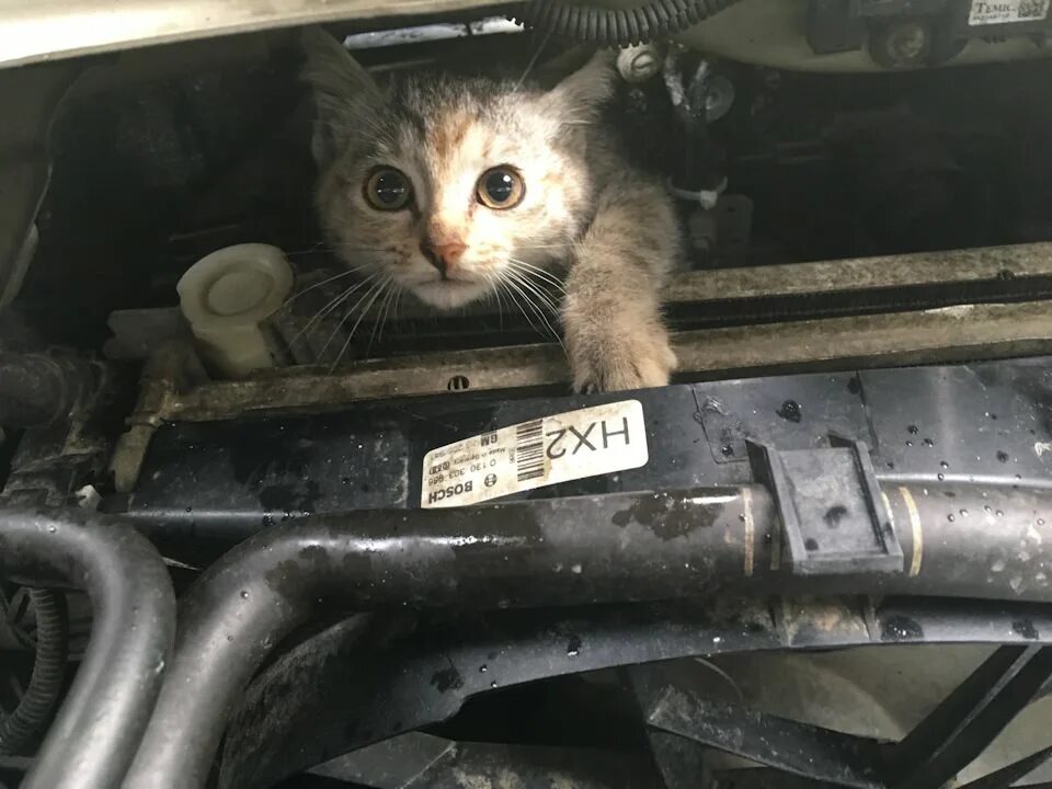 Кошка под капот. Коты под машиной. Котенок под капотом. Животные под капотом авто. Кот под капотом машины.