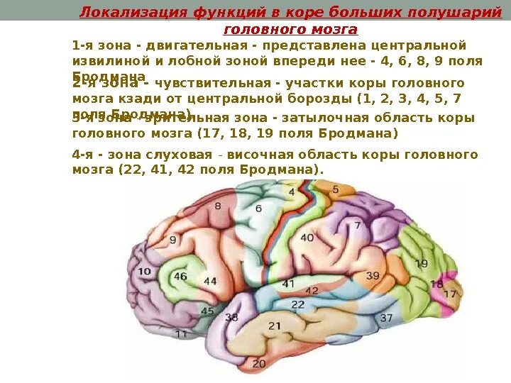 Локализация психических функций в головном мозге. Локализация двигательного центра в коре головного мозга. локализация основных функций в коре головного мозга. строение и функции коры головного мозга локализация функций в коре. локализация функциональных центров в коре полушарий большого мозга.