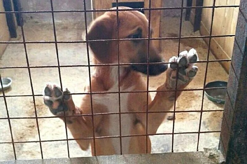 Авито старый оскол приют бездомных животных. Питомники бродячих собак. Рязань приют для собак на яблочкова. Собачий приют. Авито старый оскол приют бездомных животных.