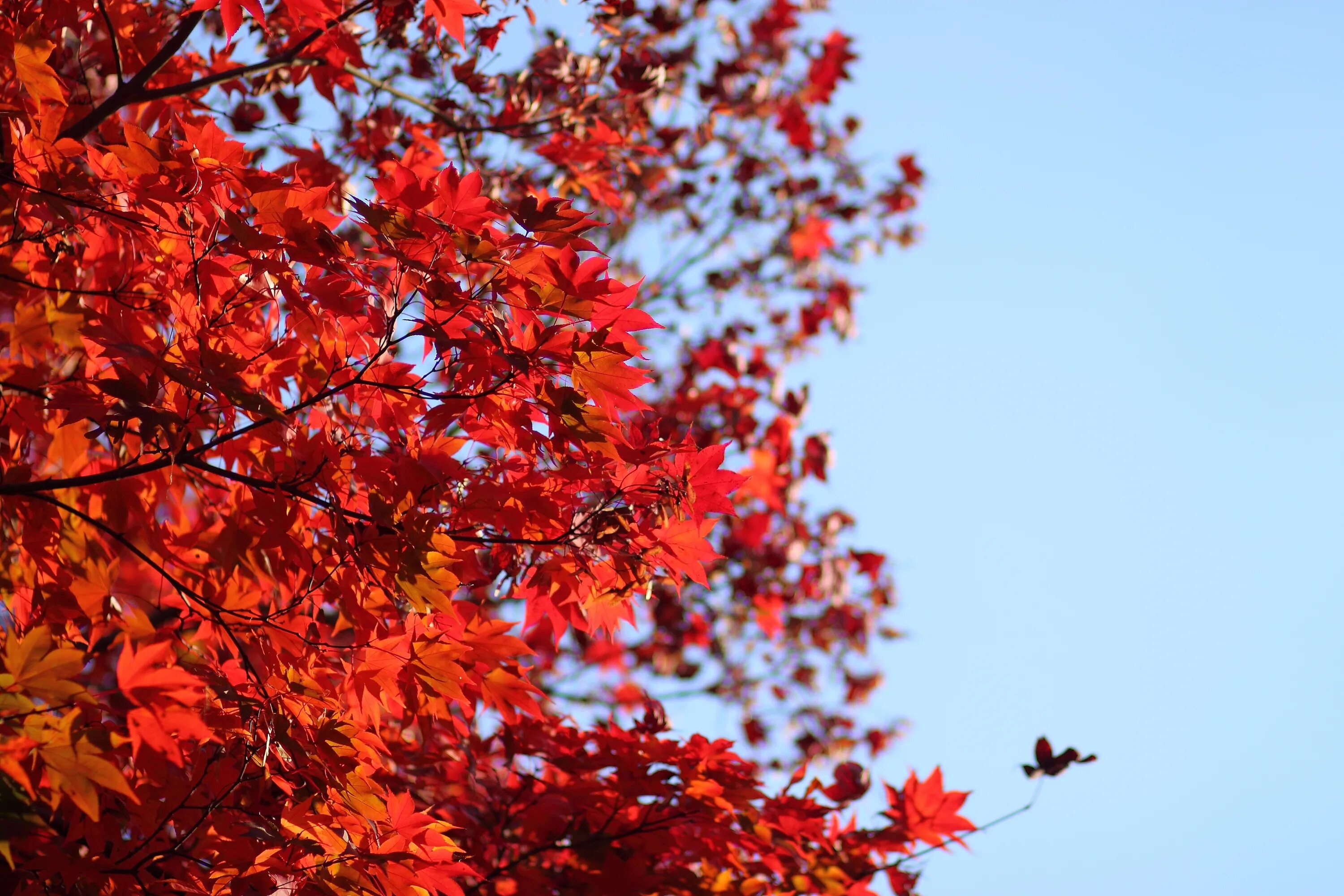 Рябина и клен дерево. Клен красный autumn Radiance. Клен боярышниколистный. Клен красный с рябиной. Клен кустарник.