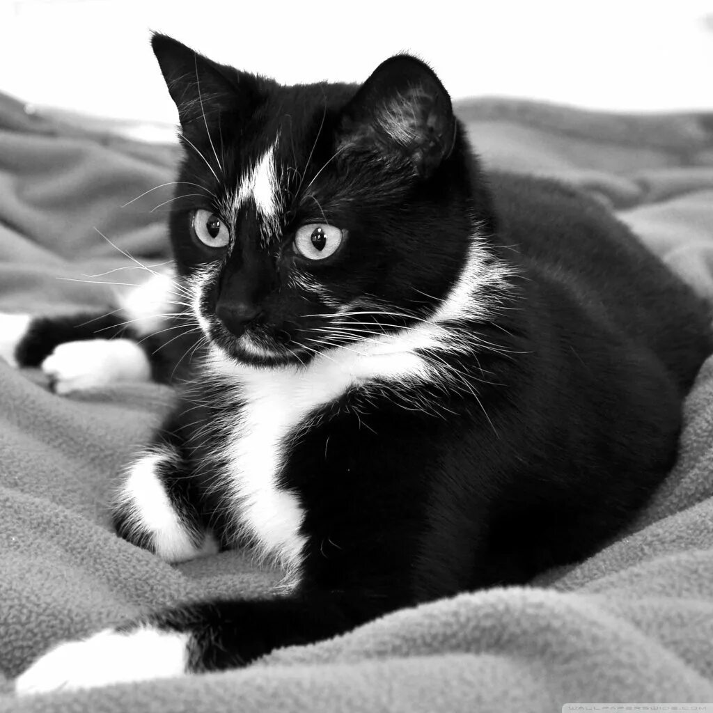 Имя для черно белого кота. Сибирская биколор короткошерстная кошка. Сибирская короткошерстная кошка черно белая. Черно белая кошка. Котенок черно-белый.