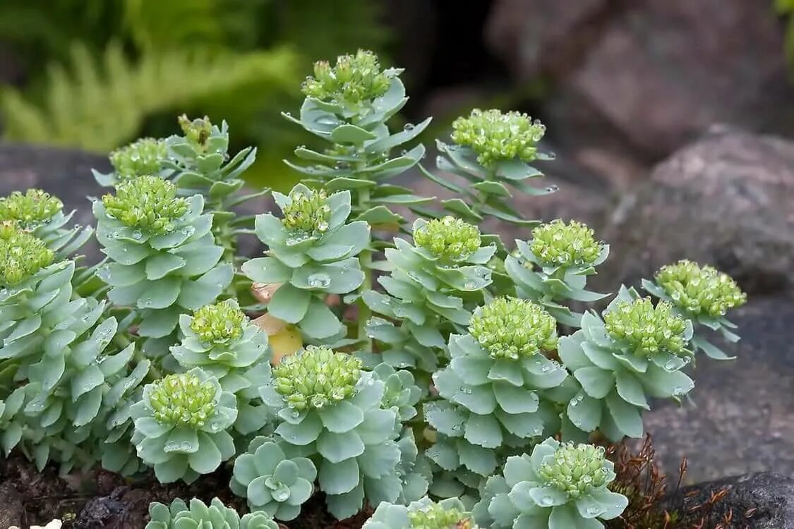 Родиола розовая Rhodiola rosea. Очиток многостебельный. Очиток изумрудный. Очиток УЗКОЛЕПЕСТНЫЙ.