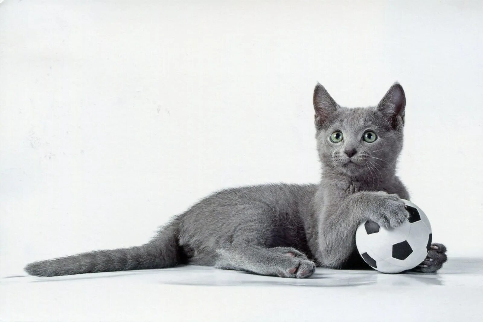 Кошка играет с мячиком