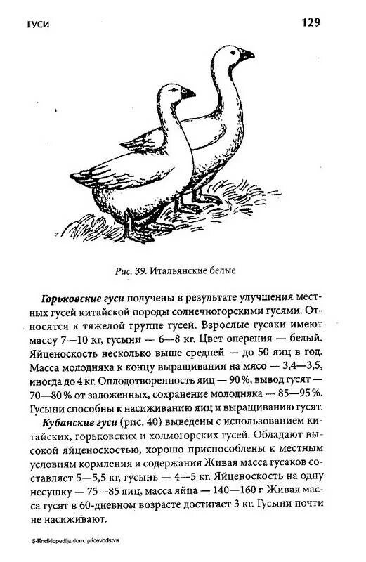 Почему гуси стали садиться на барку запишите. Яйценоскость гусей. Средняя яйценоскость гусей. Гусыня несется. Период яйценоскости гусей.