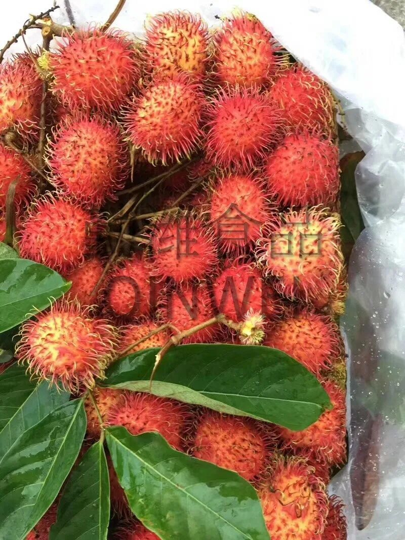 Rambutan stockfoto. Bild von frucht, exotisch, frech - 41572088
