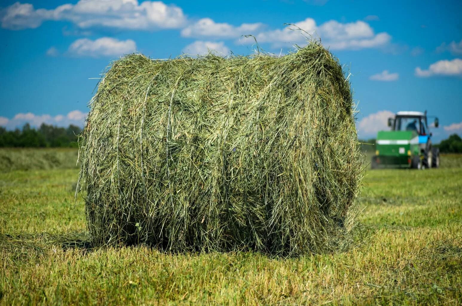 Сено 200 кг тюки. Сено степное разнотравное. Сено на продажу. Сено (клевер+люцерна) 1 тюк. Авито удмуртия сено.