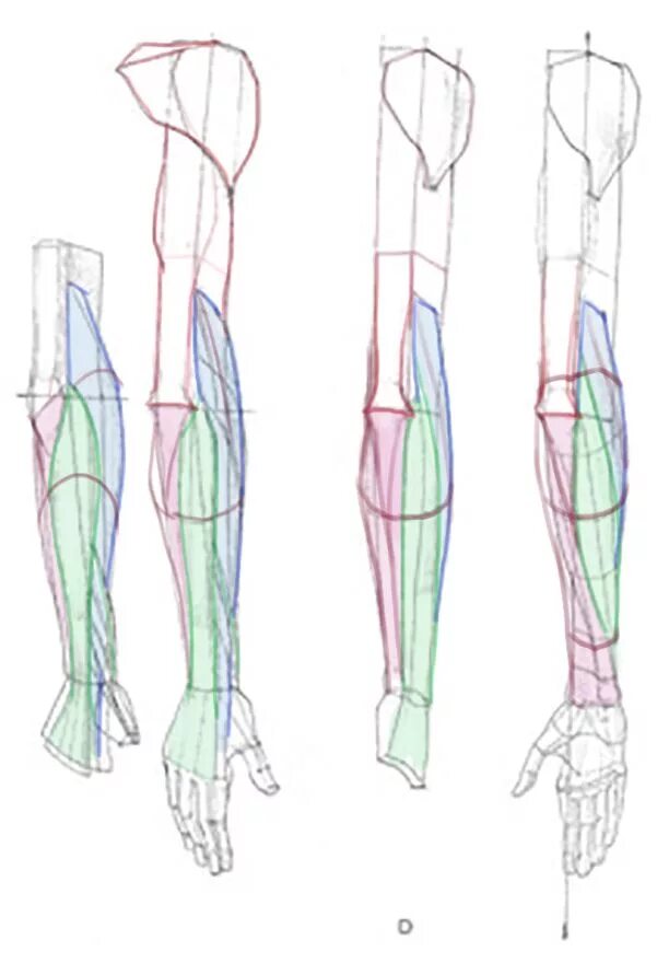 Строение руки рисунок. Строение руки референс. Анатомия руки человека. Построение рук. Руки анатомия построение.