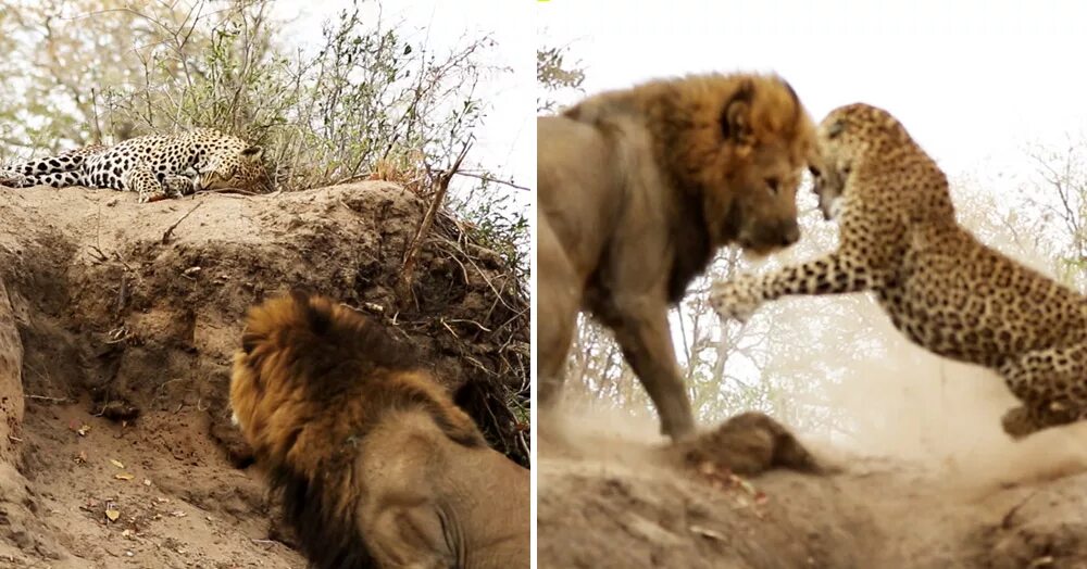 Святой против льва. Лев против леопарда. Леопард против тигра. Тигр против леопарда. Гепард против Льва.