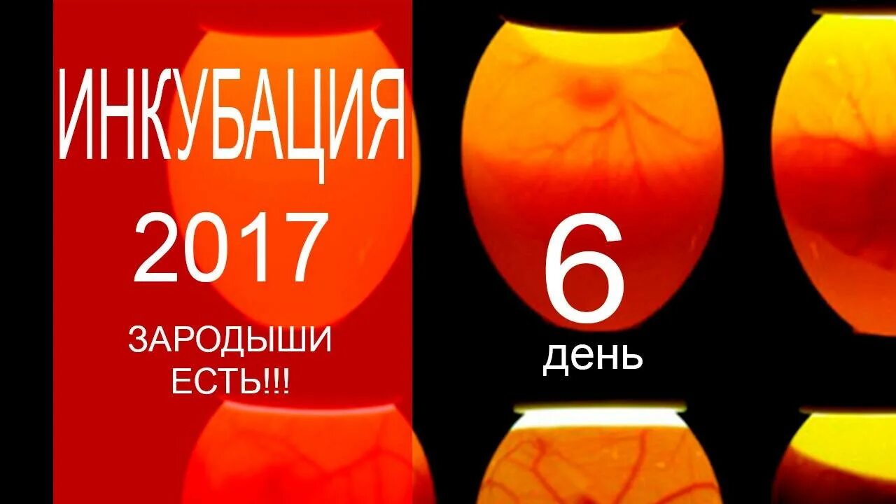 Овоскопирование куриных по дням. Овоскопирование гусиных яиц на 14 дней. 6 День инкубации куриных яиц овоскопирование. Овоскопирование куриных яиц на 6 день. Овоскопирование куриных яиц на 8 день.