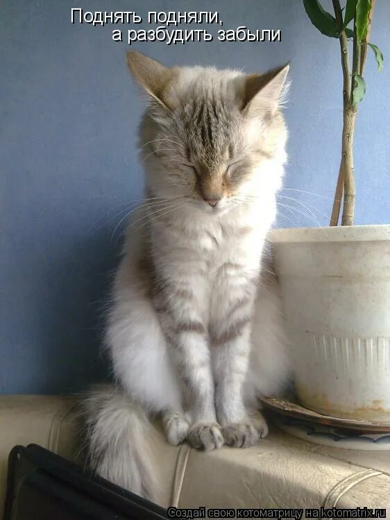 доброе утро разбудить забыли. засыпать с мечтой а просыпаться. хочется уснуть и проснуться. разбудили а проснуться забыла. я встаю.