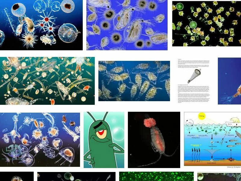 Фитопланктон виды. Зоопланктон и фитопланктон. Планктон гидробионт. Фитопланктон зоопланктон бентос. Представители планктона.