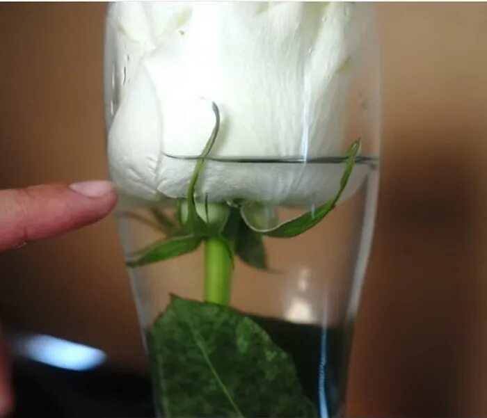 Что добавить в воду к розам. Цветок погруженный в воду в вазе. Эксперимент с розой. Срезанные розы в вазе.