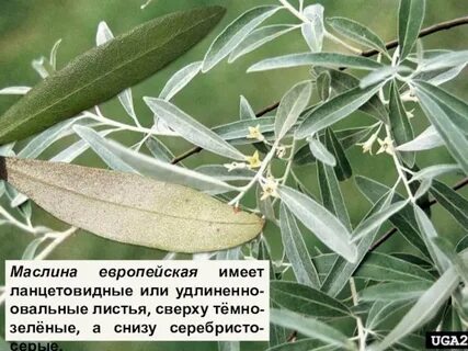 С верху зелено с низу