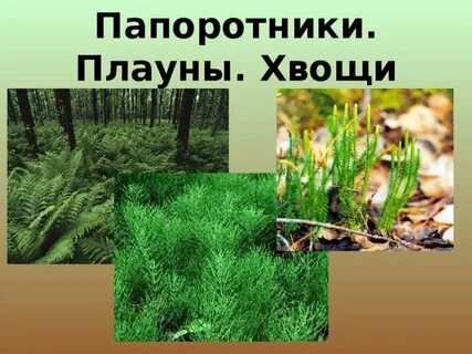 Папоротники хвощи плауны презентация 6 класс