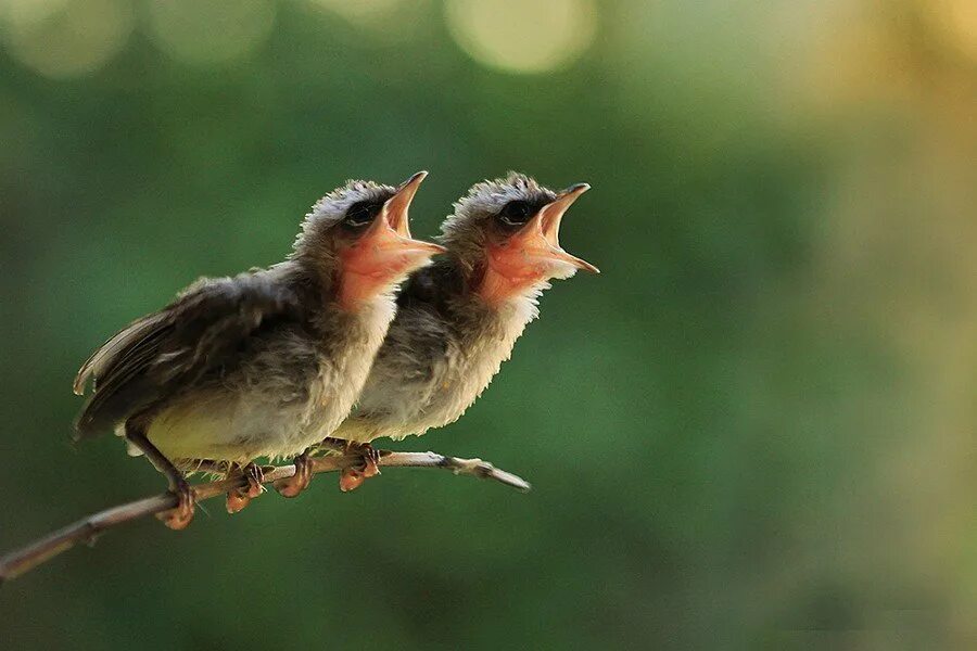 птицы поют. радостное пение птиц. перелетные птицы малиновка. птенец синички. весна птицы.