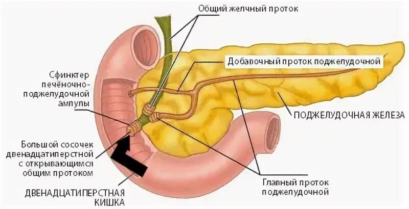 Главная протока
