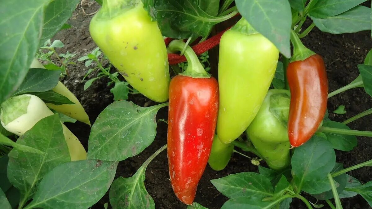 перец бандай f1. перец сладкий голиаф. перец сладкий доминатор. сладкий перец сорт манго. перец сладкий куст.