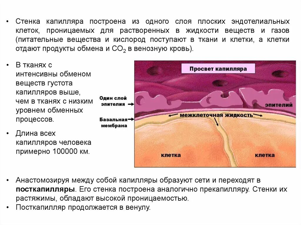 Сосуды состоящие из одного слоя клеток. Эндотелиальные клетки капилляров. Строение эндотелиальной клетки. Стенка капилляра. Эндотелиальные клетки функции.