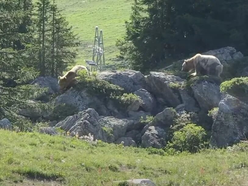Медведь живет в степи. Какие медведи обитают в закарпатских горах. Нязепетровск медведь живой. В Черемхово живет живой медведь в парке. Живой медведь в Дзержинске.