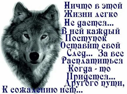 Волк про жизнь