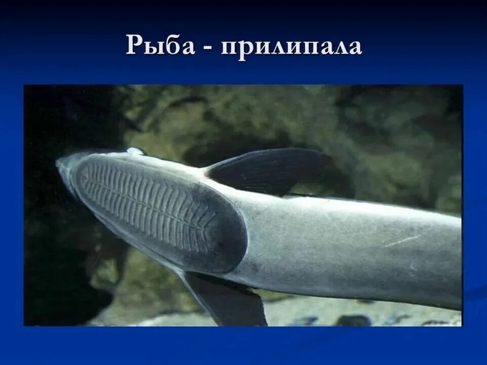 Рыба прилипала и акула. Прилипало как пишется. Прилипало как пишется. Прилипалы дикси 1. Прилипало как пишется.