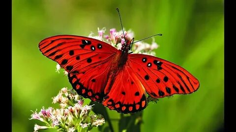 De papillon