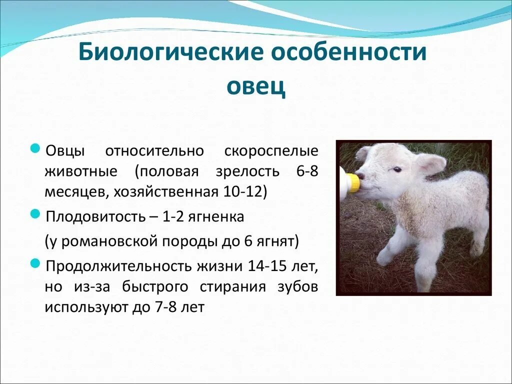 Сколько ягненок надо молока. Биологические особенности овец. Хозяйственно биологические особенности овец. Назовите хозяйственно-биологические особенности овец. Особенности овец.