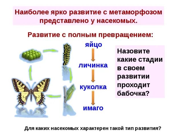 Схема развития с полным превращением. Последовательность стадий развития насекомых с полным превращением. Полное превращение характерно для. Стадии развития насекомых с полным превращением.