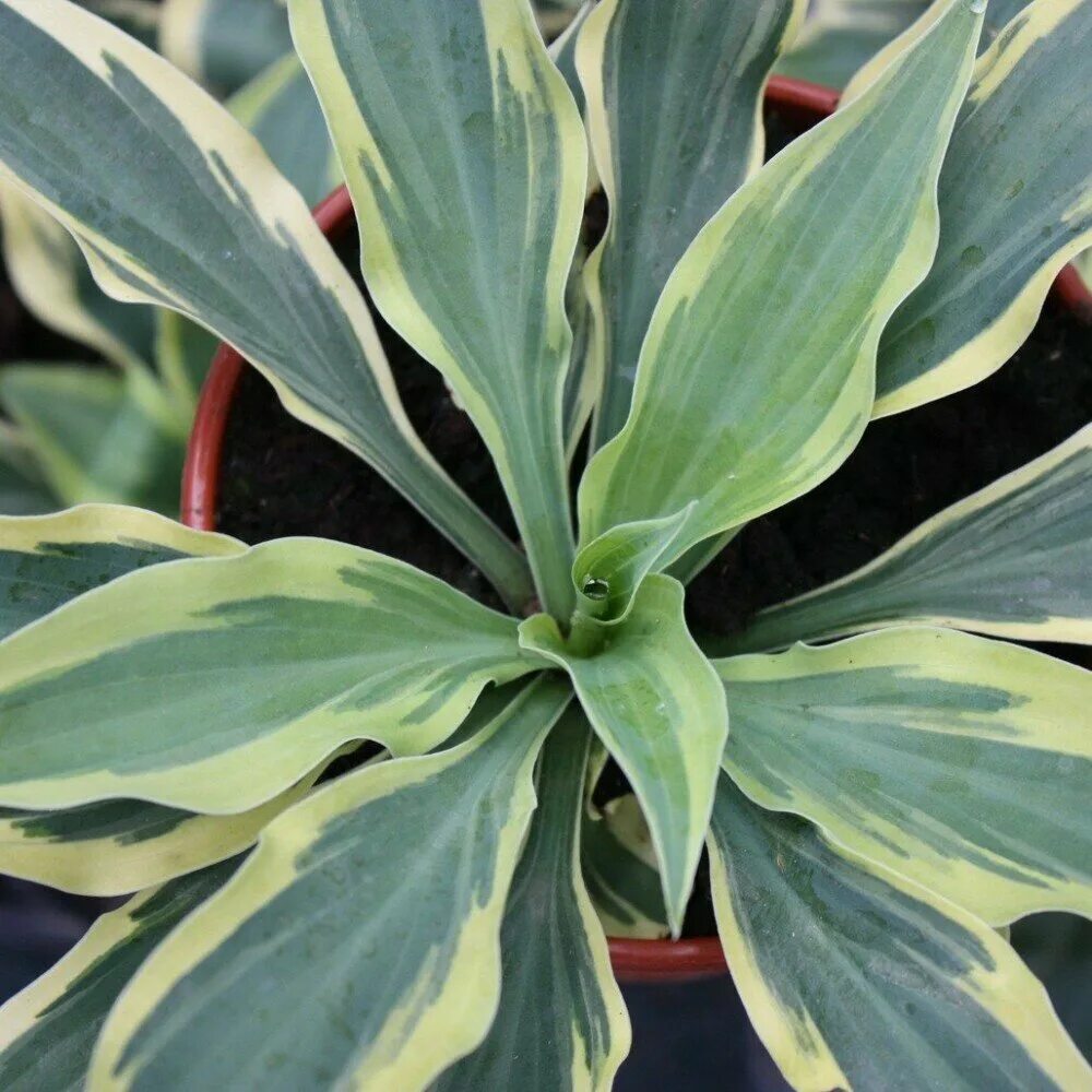 хоста волверин. хоста волверайн росомаха. хоста волверайн. хоста волверайн росомаха. хоста вульверин.