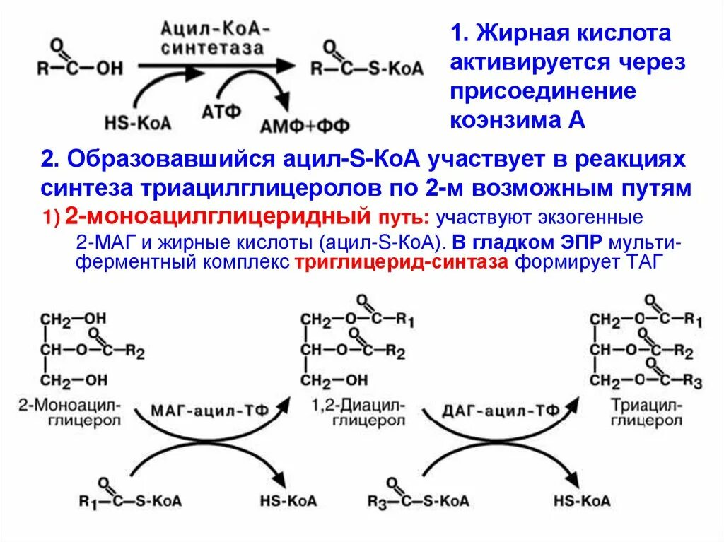 Синтез липидов функции