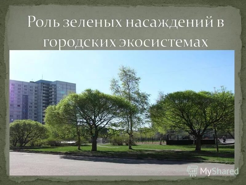 фитомелиорация примеры. роль зеленых насаждений в городе. функции зеленых насаждений. роль зеленых насаждений. функции зеленых насаждений в городе.