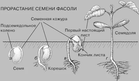 Стадии развития зародыша растений
