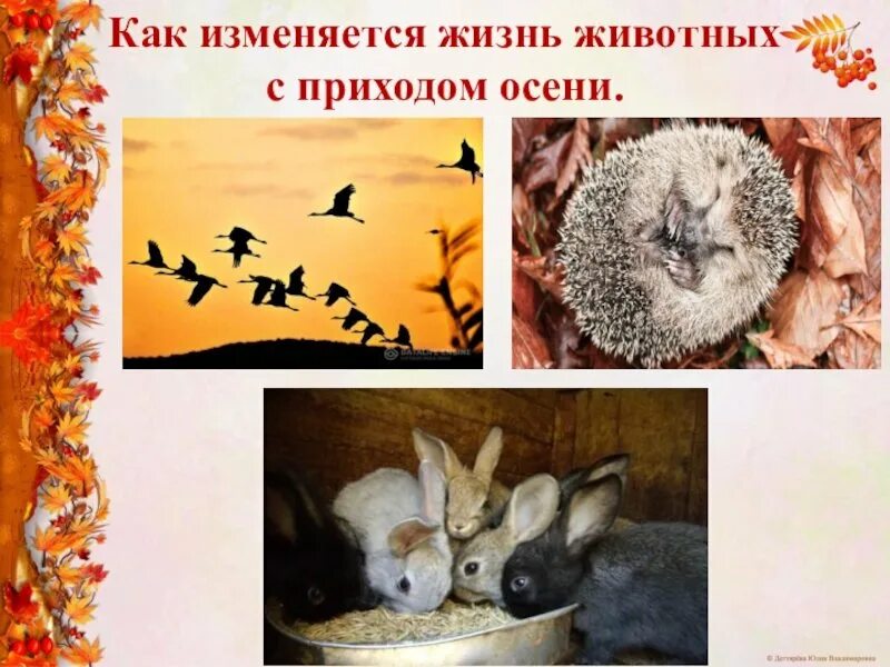 Явления животных. Осенние изменения у животных. изменения у животных осенью. осенние явления в жизни животных. изменения в жизни животных осенью.