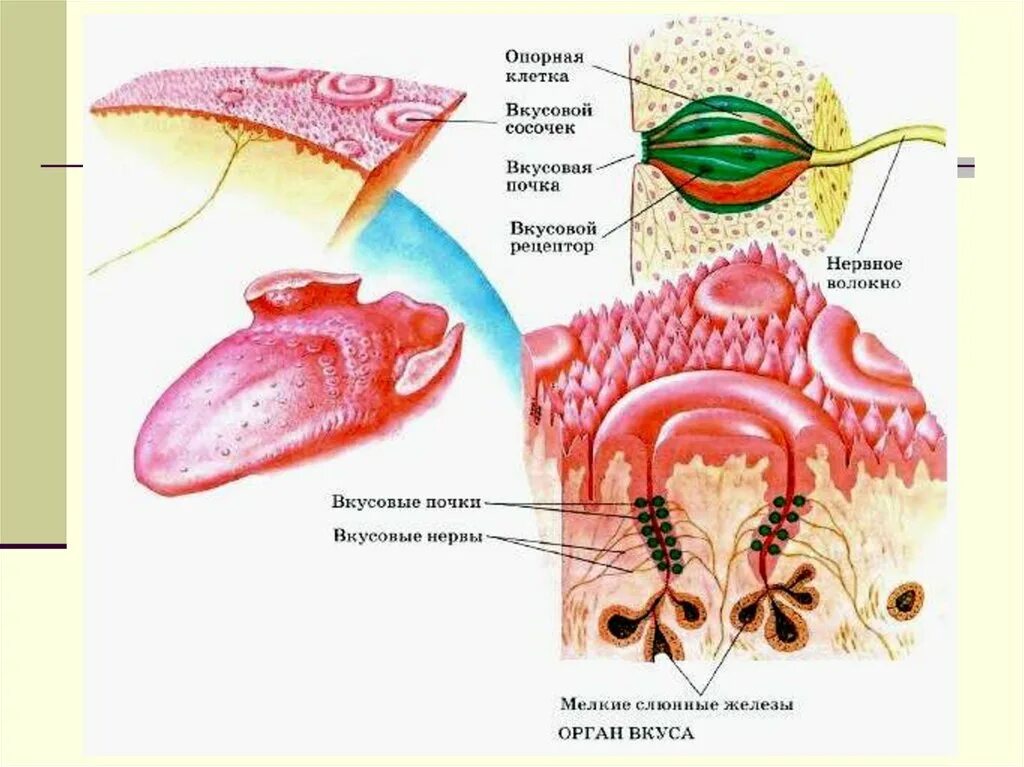 Строение рецепторов вкусового анализатора. Вкусовой анализатор строение сосочки. Вкусовой анализатор рецепторы нерв. Строение органов обоняния и вкуса. Органы вкуса и обоняния
