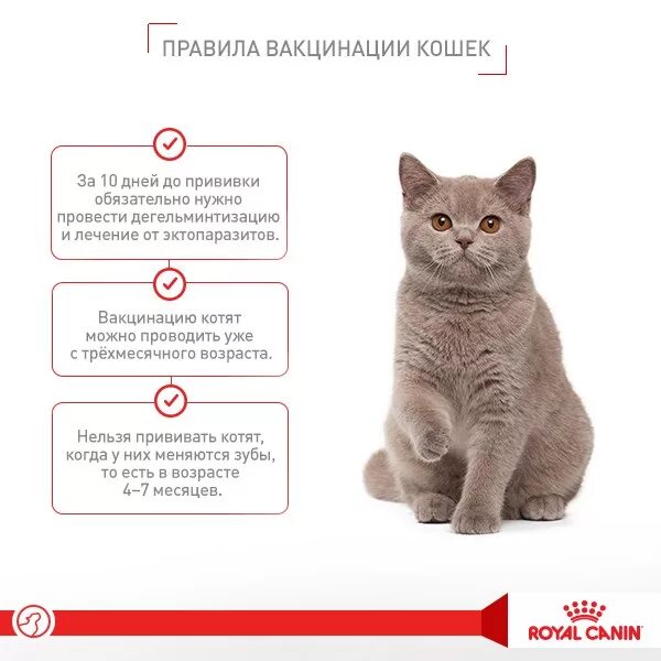 Прививки котятам. Обязательные прививки для котят. Прививки для кошек котят. Прививки котятам какие и когда.