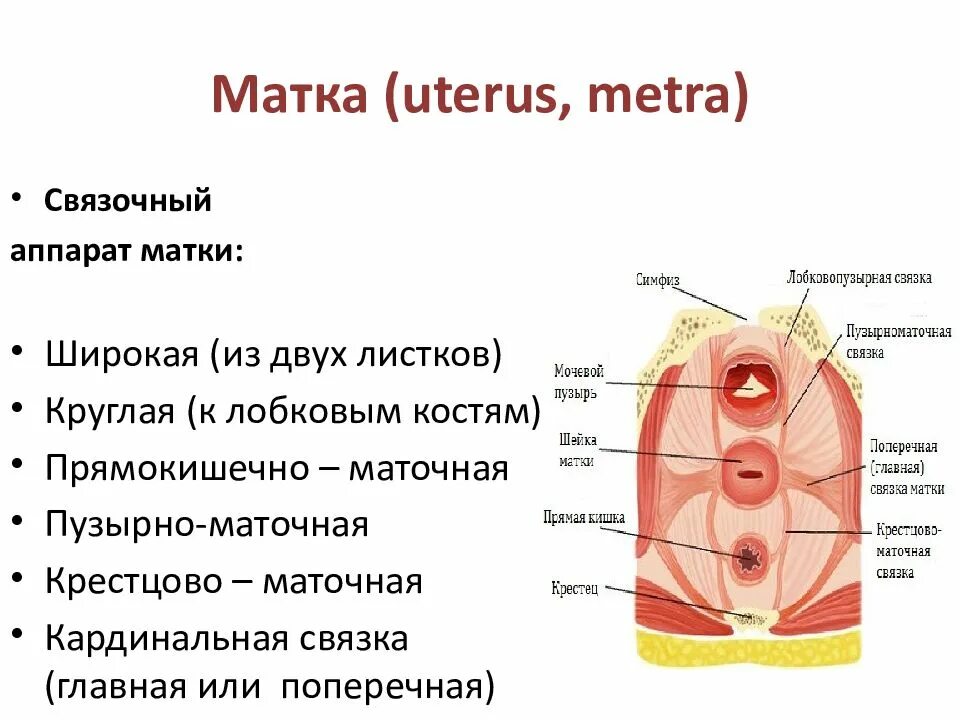 Топография широкой связки матки. Связочный аппарат матки. Связочный аппарат внутренних женских органов. Связки матки функции.