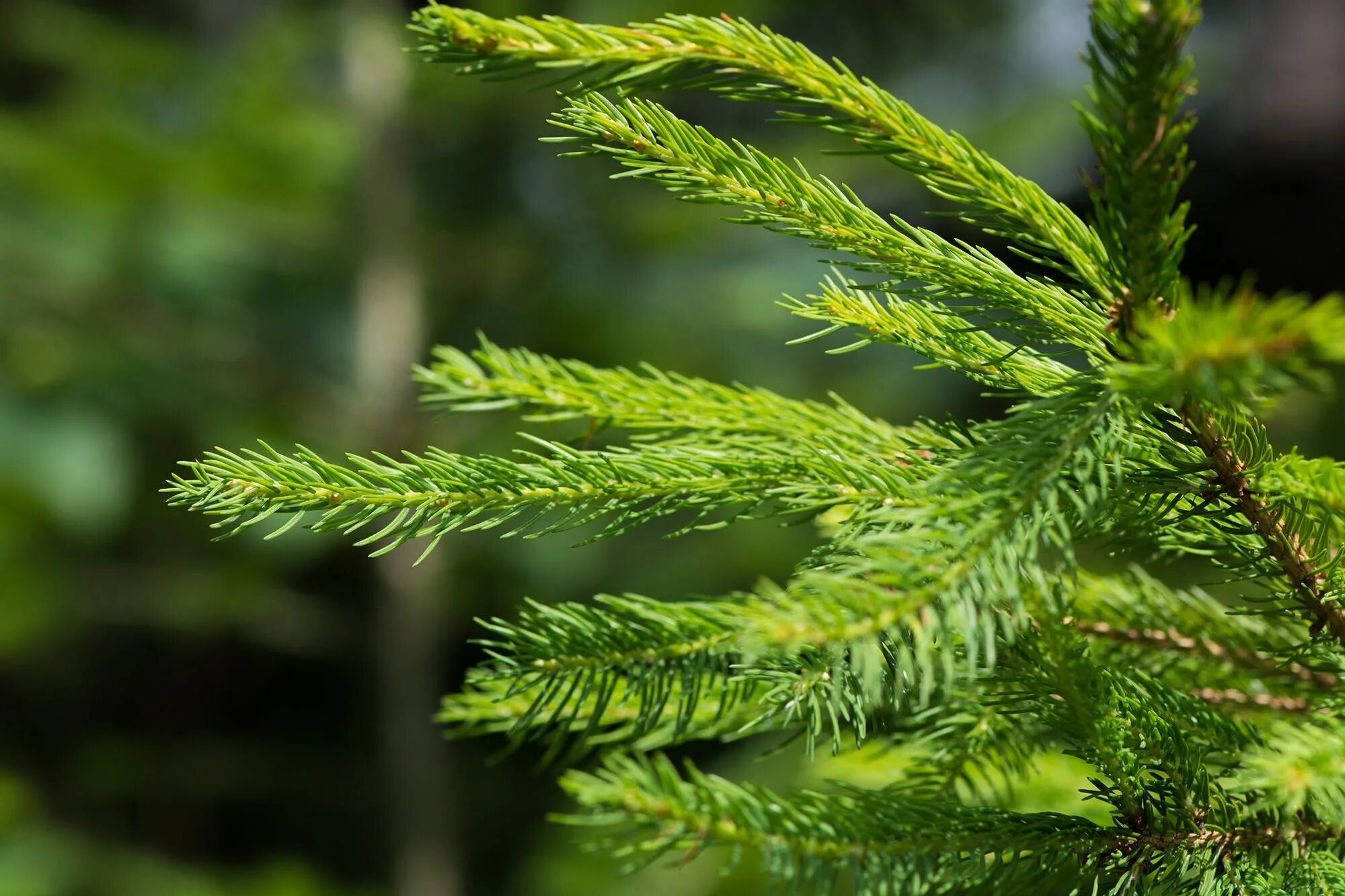 Хвойная. Хвойная. Хвойники ель и сосна. Ель корейская (picea koraiensis). Хвойная.